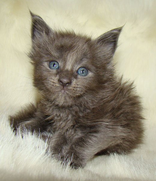     Catsvill County!   !    !       !!!    Catsvill County +7-926-544-74-09     .   ,   ,   ,    ,   ,  ,     ,   -,    ,   !
